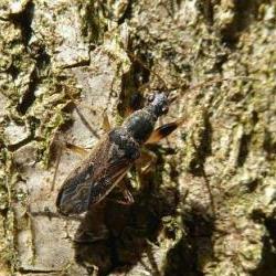 Paraparomius leptopoides